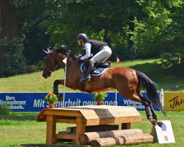 dressage horse Recon xx (Thoroughbred, 2007, from Hawk Wing xx)