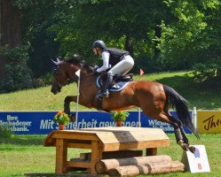 dressage horse Recon xx (Thoroughbred, 2007, from Hawk Wing xx)