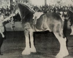 Deckhengst CIE Perfection (Clydesdale, 1987, von Doura Sensation)