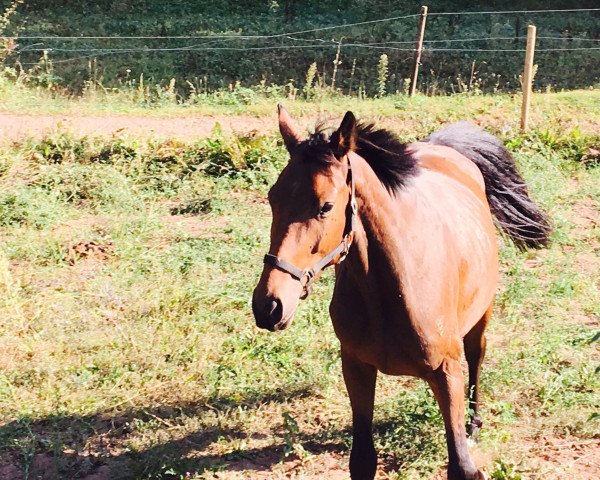 horse Curtis (Oldenburg show jumper, 2013, from Colonel Cousteau)