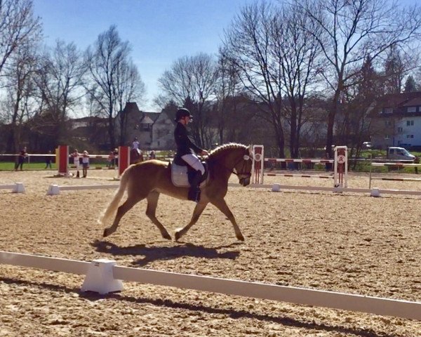 Dressurpferd Anton (Haflinger, 2001, von Alpenstolz) Dressurpferd Anton (Haflinger, 2001, von Alpenstolz)