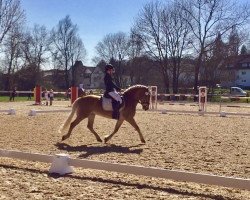 dressage horse Anton (Haflinger, 2001, from Alpenstolz)