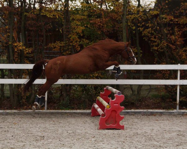 horse Walk of Fame 50 (Hanoverian, 2007, from Worldly I)