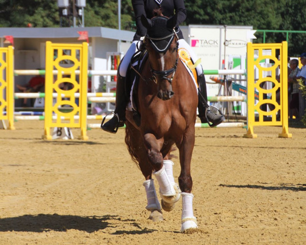 dressage horse Querido 63 (Westphalian, 2013, from Quotenkoenig 2)