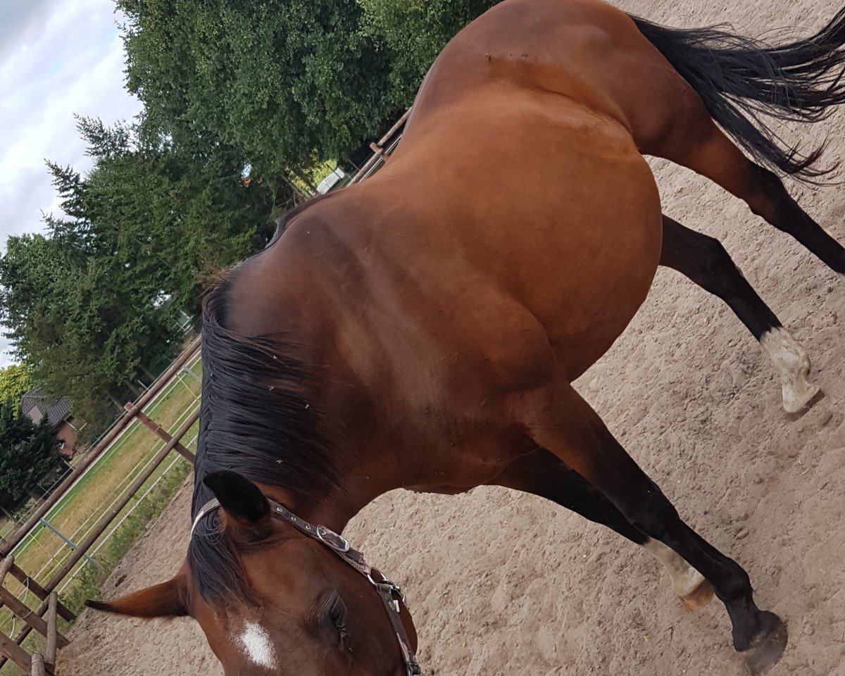 Chovná klisna Elsa (Hannoverský, 1999, od Escudo I)