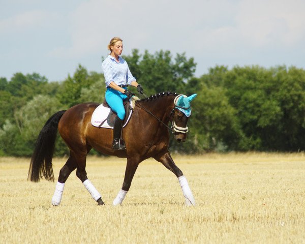 jumper Cani (Oldenburg show jumper, 2013, from Cador 5)