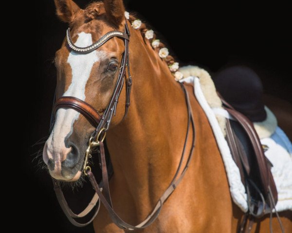 dressage horse Retano (Bavarian, 2003, from Rosso di Sera)