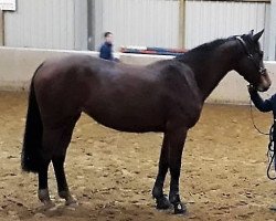 jumper Cathinka V (Hanoverian, 2015, from Comte)