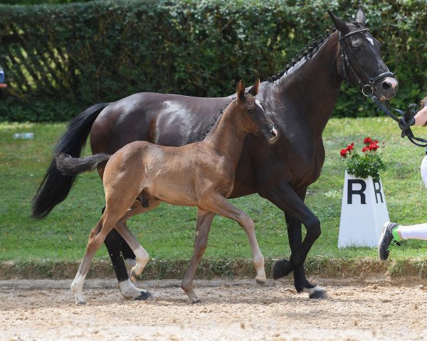 horse Hengst von Daybreak M (Bavarian, 2018, from Daybreak M)