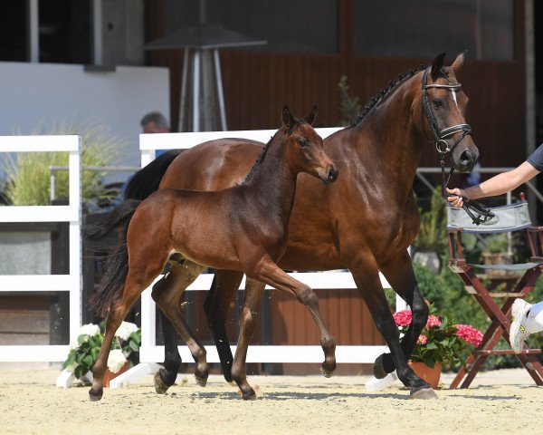 Pferd Hengst von Cayado (Bayer, 2018, von Cayado 3)