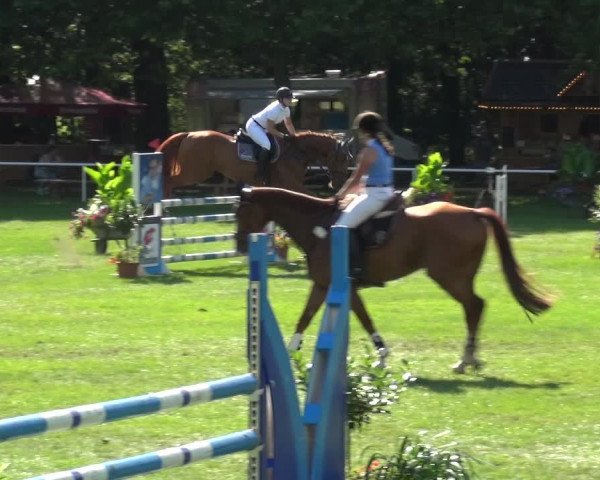 Reitturnier Zobbenitz 2017