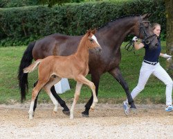 dressage horse Frieda la Vida (German Sport Horse, 2018, from Marburg's Floricello OLD)