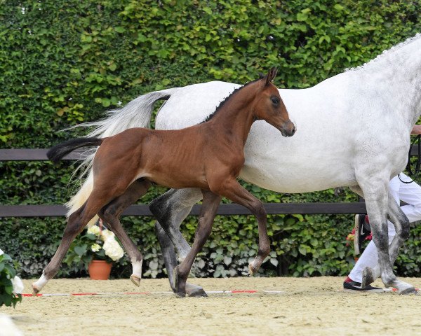 horse Hengst von Manchester van't Paradij s (Bavarian, 2018, from Manchester van't Paradijs)