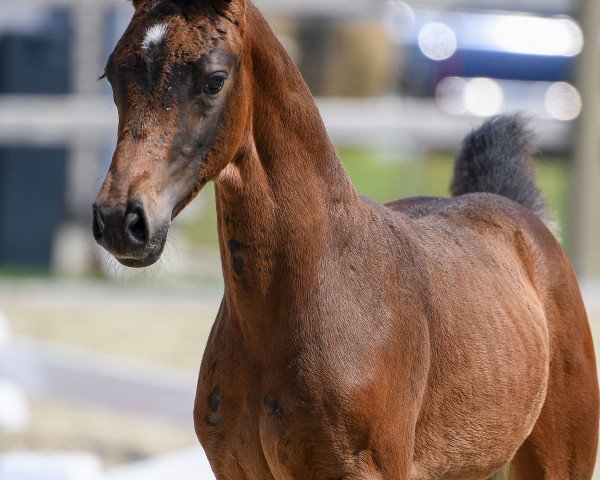 horse Stute von Fantastic (Bavarian, 2018, from Fantastic)