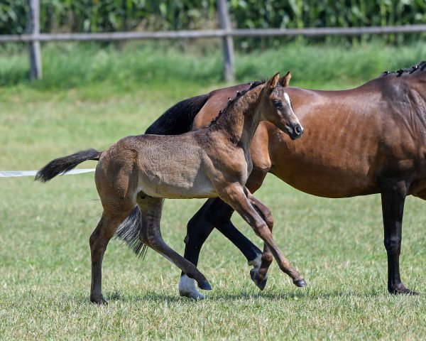 horse Hengst von Marc Cain (Bavarian, 2018, from DSP Marc Cain)
