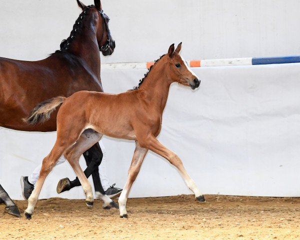 dressage horse Raya - S (German Sport Horse, 2018, from For Dance)