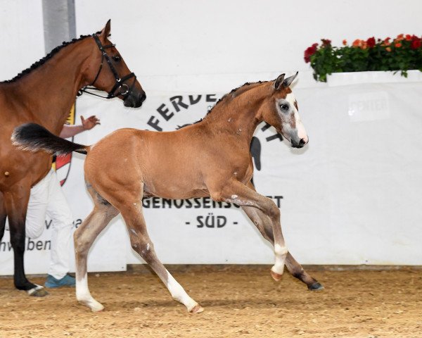 Pferd Viorel (Deutsches Sportpferd, 2018, von Vingino)