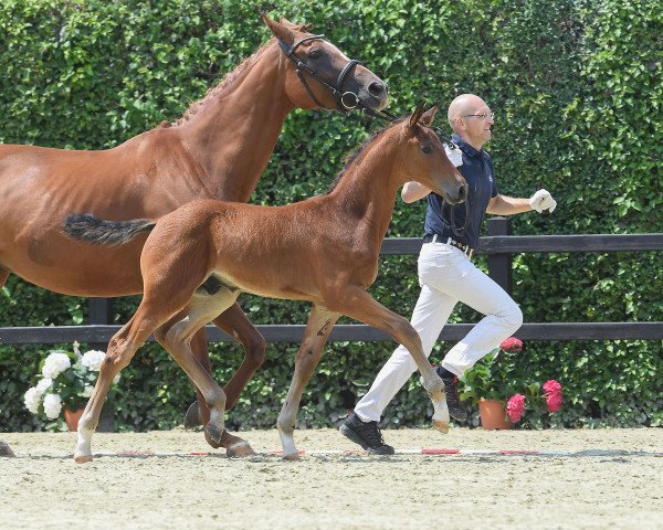dressage horse Bond James Bond 6 (German Sport Horse, 2018, from Buckingham)