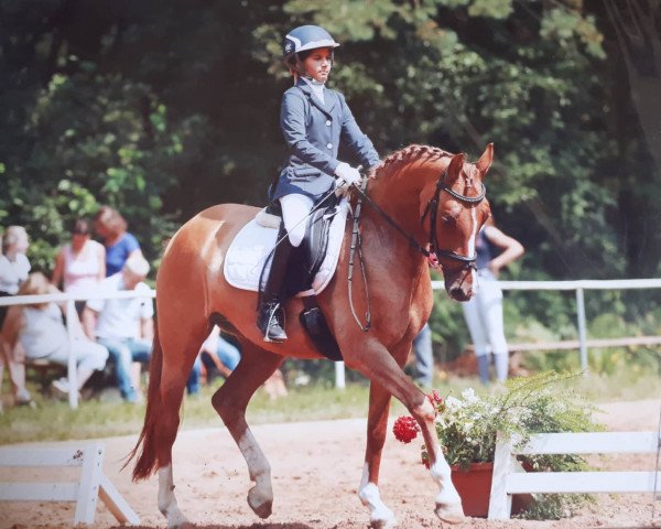 Zuchtstute Caramia C (Deutsches Reitpony, 2012, von FS Champion de Luxe)