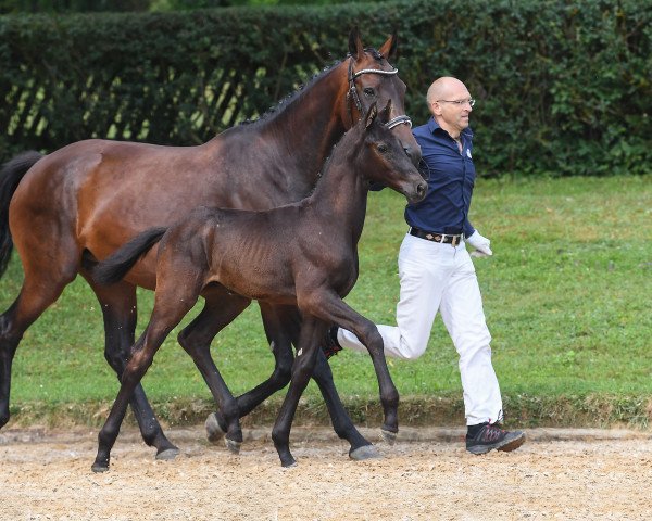 dressage horse D-Tox DeLuxe (German Sport Horse, 2018, from Don Royal)