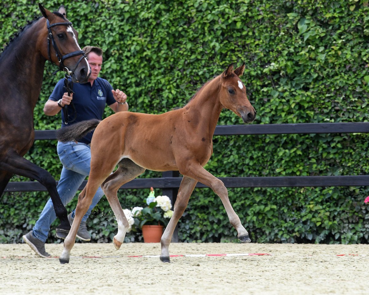 horse Stute von Manchester van't Paradij s (Bavarian, 2018, from Manchester van't Paradijs)