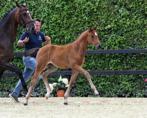 horse Stute von Manchester van't Paradij s (Bavarian, 2018, from Manchester van't Paradijs)