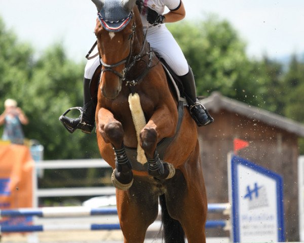 jumper Armando Salazar (Belgian Warmblood, 2013, from Zazu)