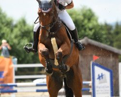 jumper Armando Salazar (Belgian Warmblood, 2013, from Zazu)