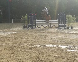 jumper Layout 21 (Westphalian, 2004, from Lacassini)