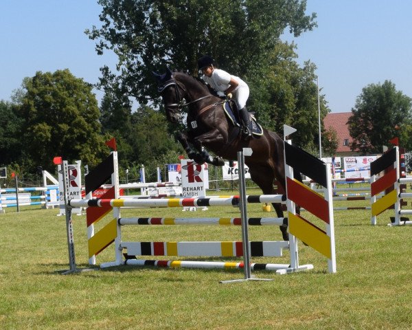 jumper Montendro 5 (Oldenburg show jumper, 2013, from Messenger)