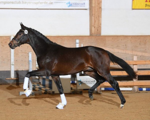 dressage horse Francesco Smalto (German Sport Horse, 2016, from Franziskus FRH) dressage horse Francesco Smalto (German Sport Horse, 2016, from Franziskus FRH)