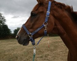 jumper Capedi (Holsteiner, 2012, from Casall Ask)