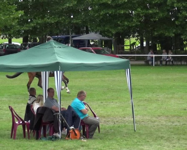 Reitturnier Zobbenitz 2017