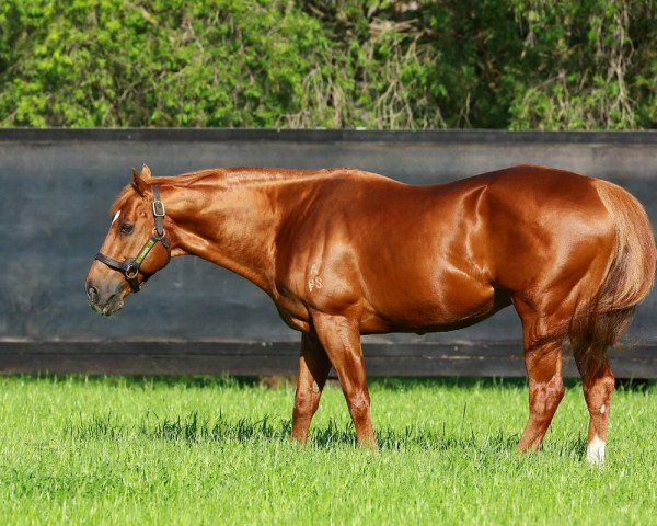 stallion Choisir xx (Thoroughbred, 1999, from Danehill Dancer xx) stallion Choisir xx (Thoroughbred, 1999, from Danehill Dancer xx)