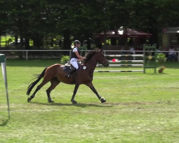 Reitturnier Zobbenitz 2017