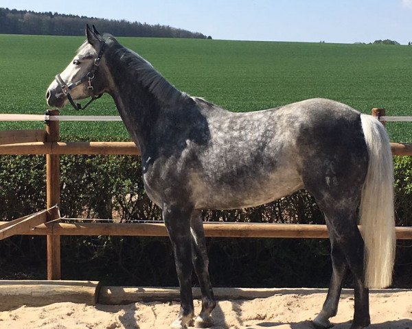 Springpferd Sidney 196 (Hannoveraner, 2011, von Sir Shutterfly)