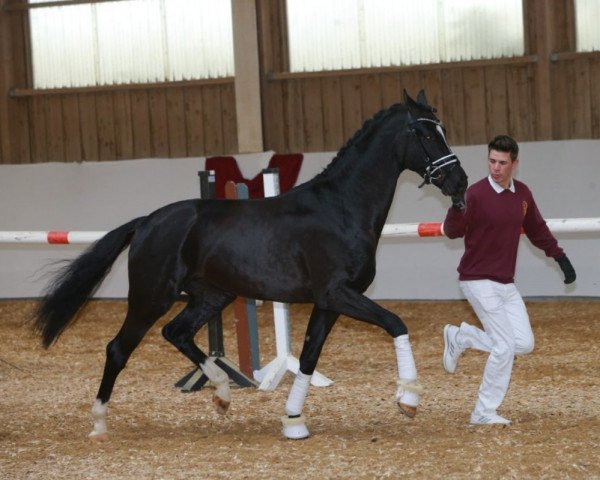 horse Chicharito (Württemberger, 2016, from Christ)