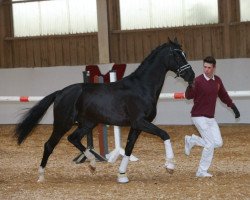 horse Chicharito (Württemberger, 2016, from Christ)