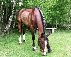 jumper Leo (Oldenburg show jumper, 2002, from Lando)