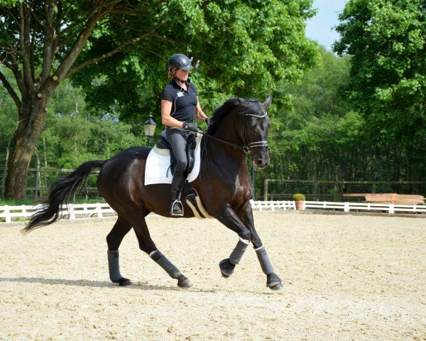 dressage horse Wolfstanz 3 (Trakehner, 2008, from Ballzauber) dressage horse Wolfstanz 3 (Trakehner, 2008, from Ballzauber)