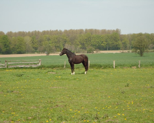 dressage horse Fideleo 4 (Westphalian, 2010, from Fleury)