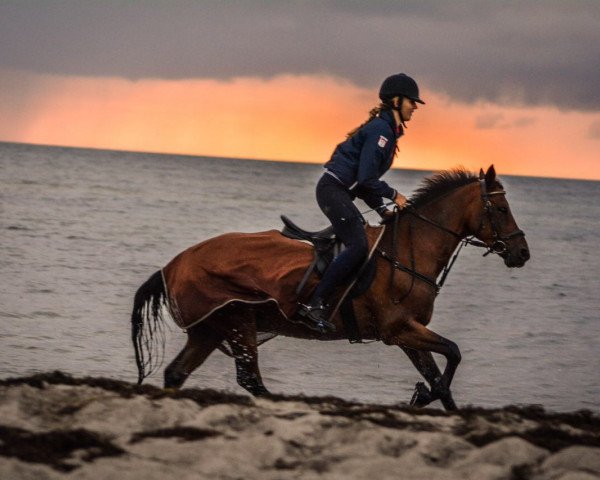 Springpferd Diabolo 483 (Deutsches Reitpony, 2000, von Dino B)
