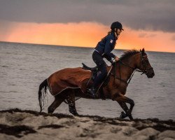 jumper Diabolo 483 (German Riding Pony, 2000, from Dino B)