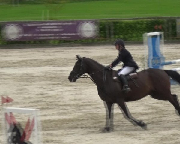 Reitturnier Monschau-Mützenich 2017
