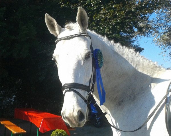 dressage horse Mirabilis 2 (Oldenburg, 1994, from Marlesko xx)
