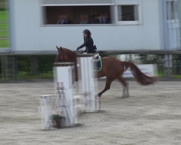 Reitturnier Monschau-Mützenich 2017