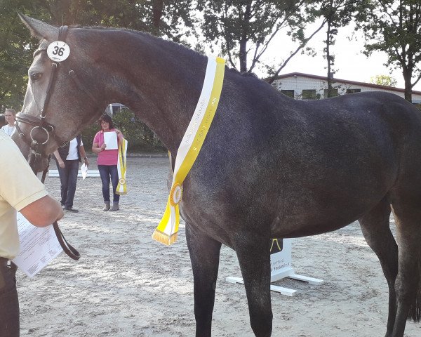 broodmare Diacontina M. (Hanoverian, 2014, from Diacontinus)