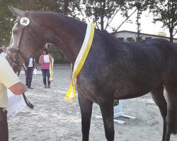 broodmare Diacontina M. (Hanoverian, 2014, from Diacontinus)