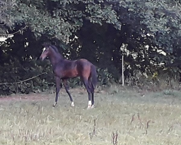 horse Fernado (Hanoverian, 2018, from Finnigan)