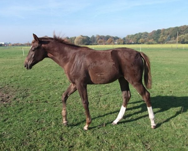 broodmare Rosi (Westphalian, 2015, from Rohjuwel OLD)